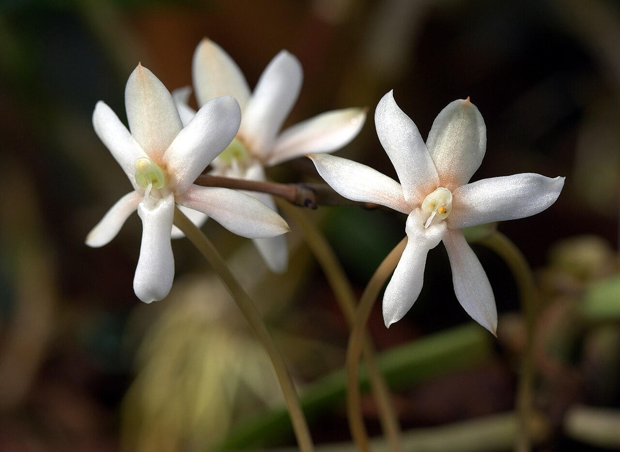 Aerangis verdickii: Aerangis verdickii at Gothenburg Botanical Garden. Plant id: 2015-844 p G -- Karge