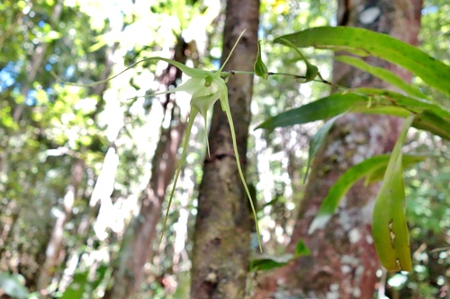 Aeranthes antennophora (Aeranthes antennophora)