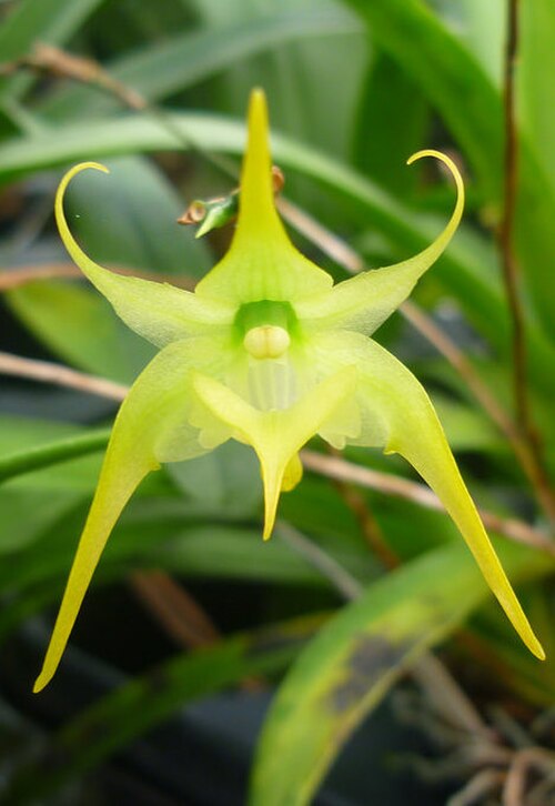 Aeranthes arachnitis: Aeranthes arachnites
