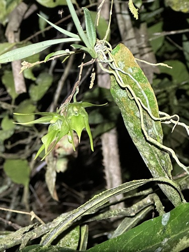 Aeranthes peyrotii (Aeranthes peyrotii)