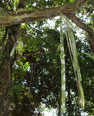 Aeranthes peyrotii (Aeranthes peyrotii)