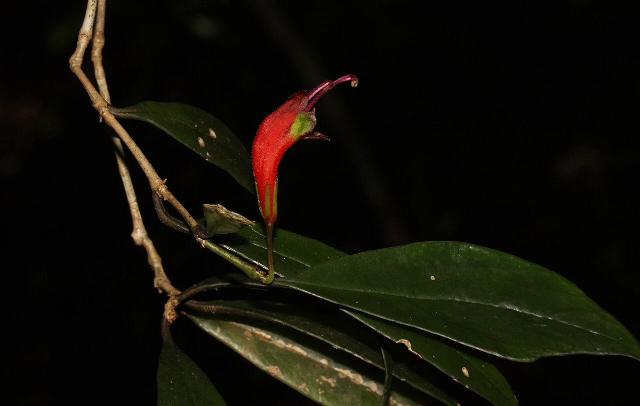 Aeschynanthus ceylanicus: Aeschynanthus ceylanicus is an endemic plant found in Sri Lanka