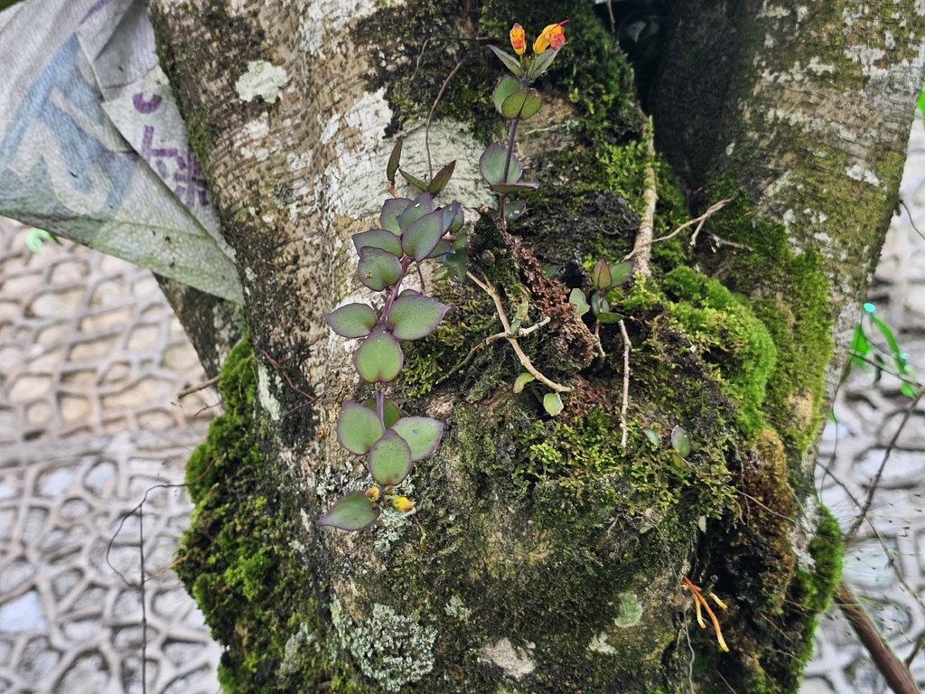 Aeschynanthus dischidioides (Aeschynanthus dischidioides)