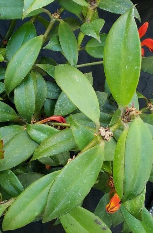Aeschynanthus fulgens: The image features leaves of Aeschynanthus fulgens, with focus placed on one leaf to showcase its pinnate, waxy leaves.