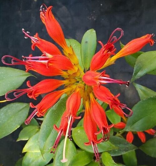 Aeschynanthus fulgens: The image features an inflorescence of Aeschynanthus fulgens in bloom.