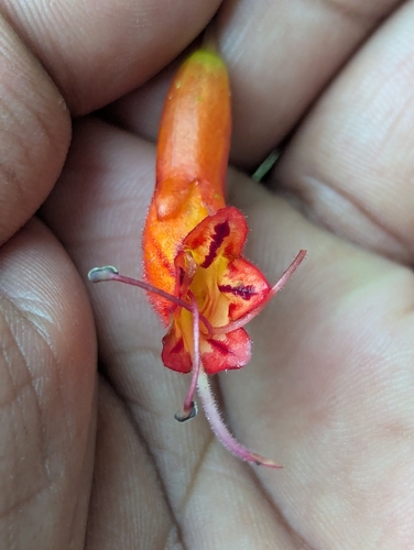 Aeschynanthus hookeri (Aeschynanthus hookeri)