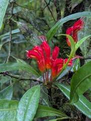 Aeschynanthus hookeri (Aeschynanthus hookeri)