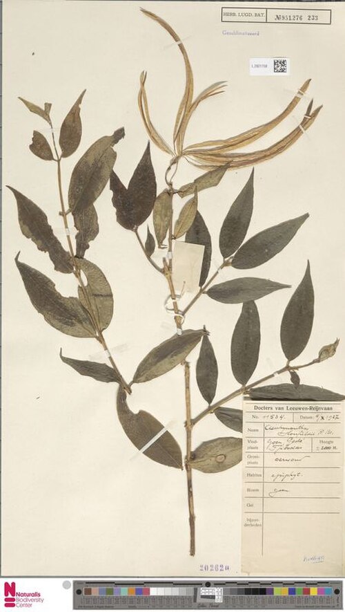 Aeschynanthus horsfieldii: Preserved specimen of Aeschynanthus horsfieldii
