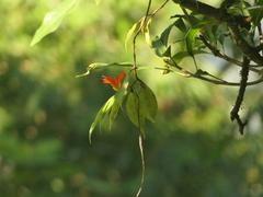 Aeschynanthus parviflorus (Aeschynanthus parviflorus)