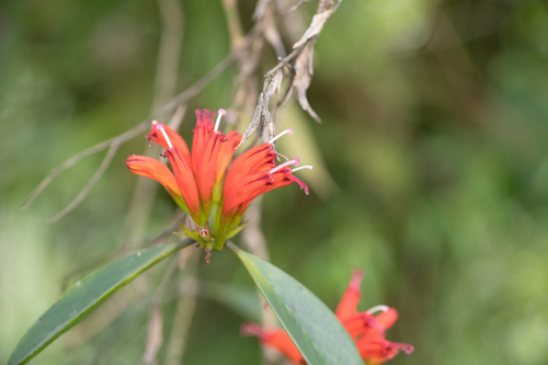 Aeschynanthus parviflorus (Aeschynanthus parviflorus)