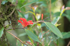 Aeschynanthus parviflorus (Aeschynanthus parviflorus)
