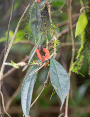 Aeschynanthus parviflorus (Aeschynanthus parviflorus)