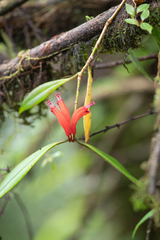 Aeschynanthus parviflorus (Aeschynanthus parviflorus)
