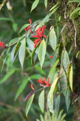 Aeschynanthus parviflorus (Aeschynanthus parviflorus)