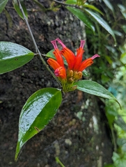 Aeschynanthus parviflorus (Aeschynanthus parviflorus)