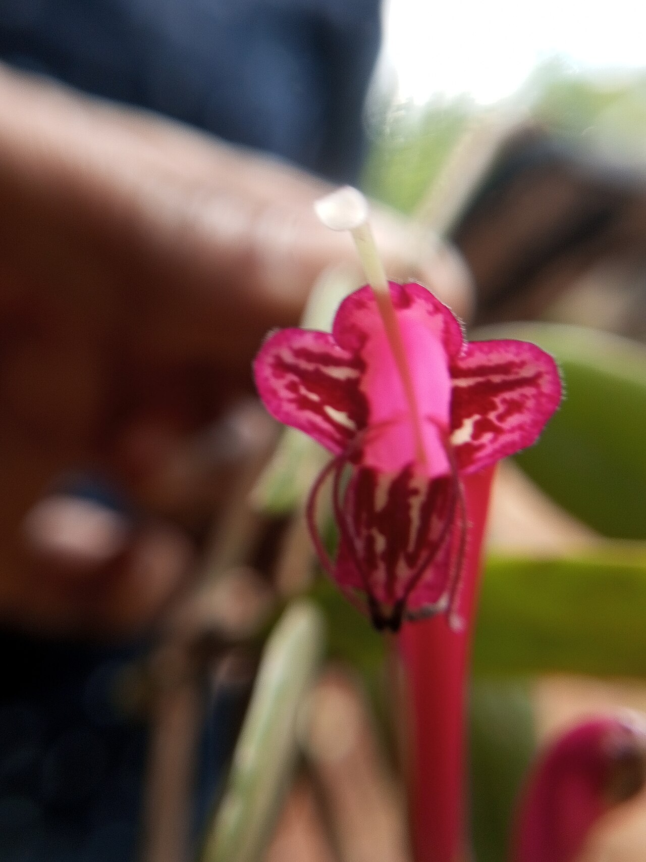 Aeschynanthus perrottetii: Aeschynanthus perrottetii