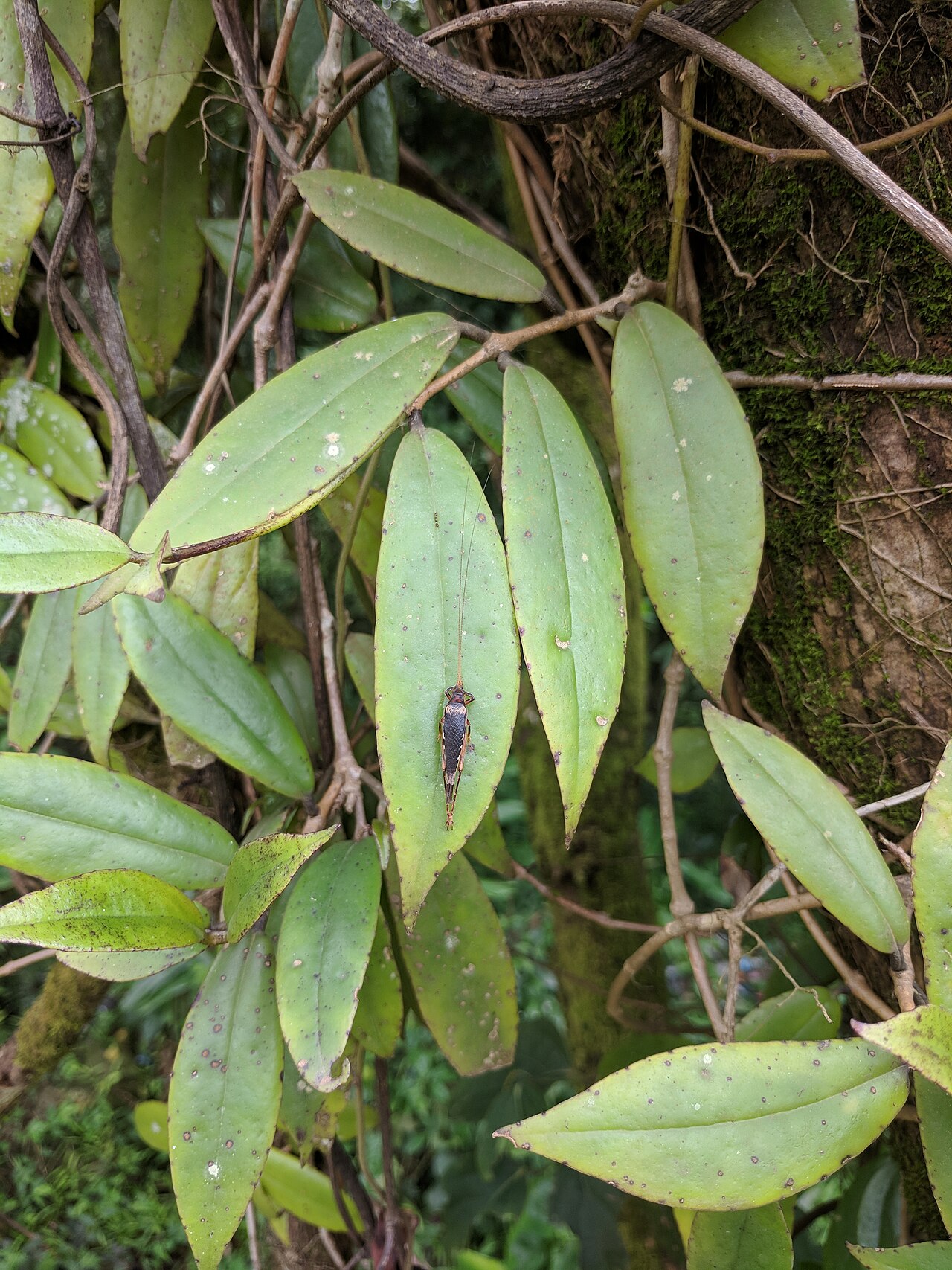 Aeschynanthus perrottetii: lizard