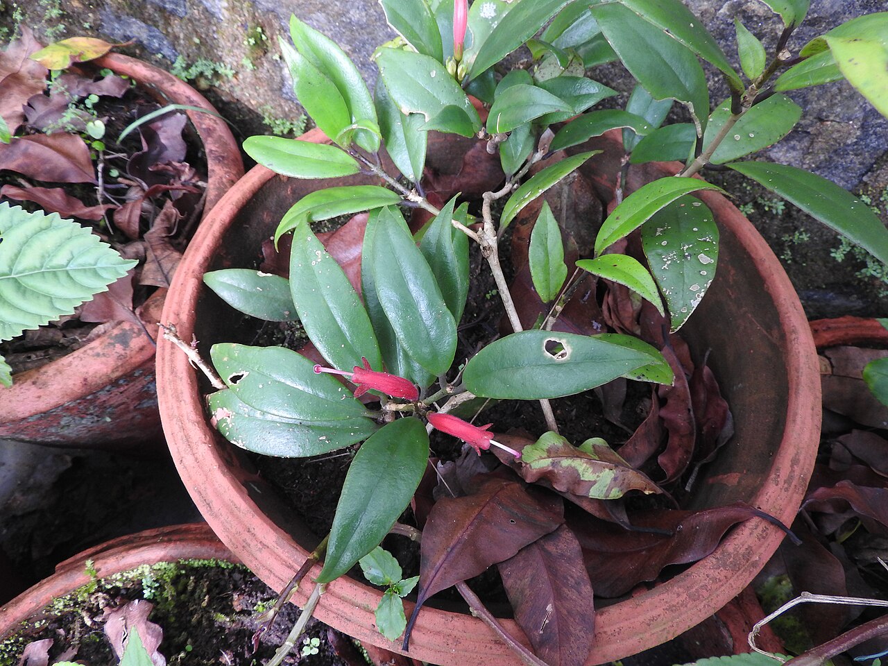Aeschynanthus perrottetii: Gesneriaceae- Epiphytic climbing shrub,flowers red,tubular,curved.