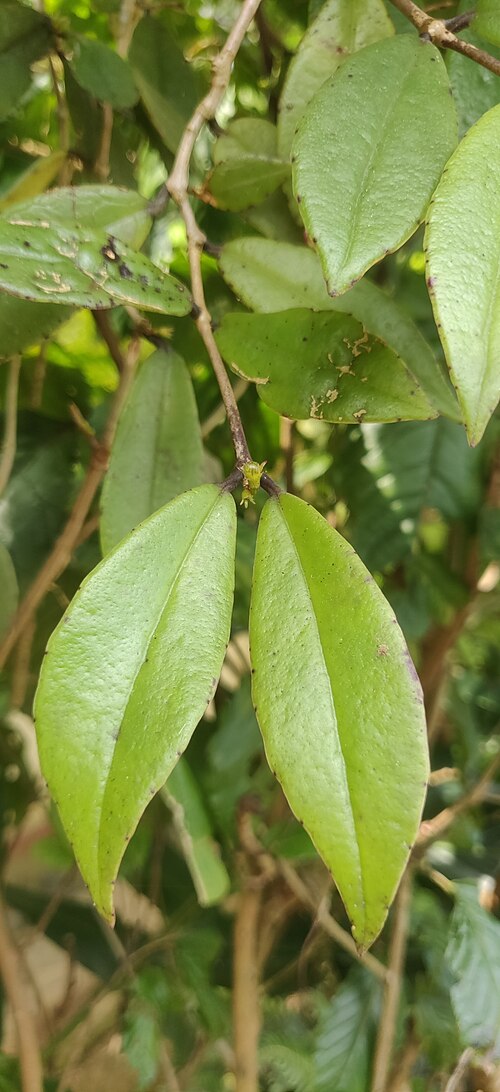Aeschynanthus perrottetii: Aeschynanthus perrottetii in India