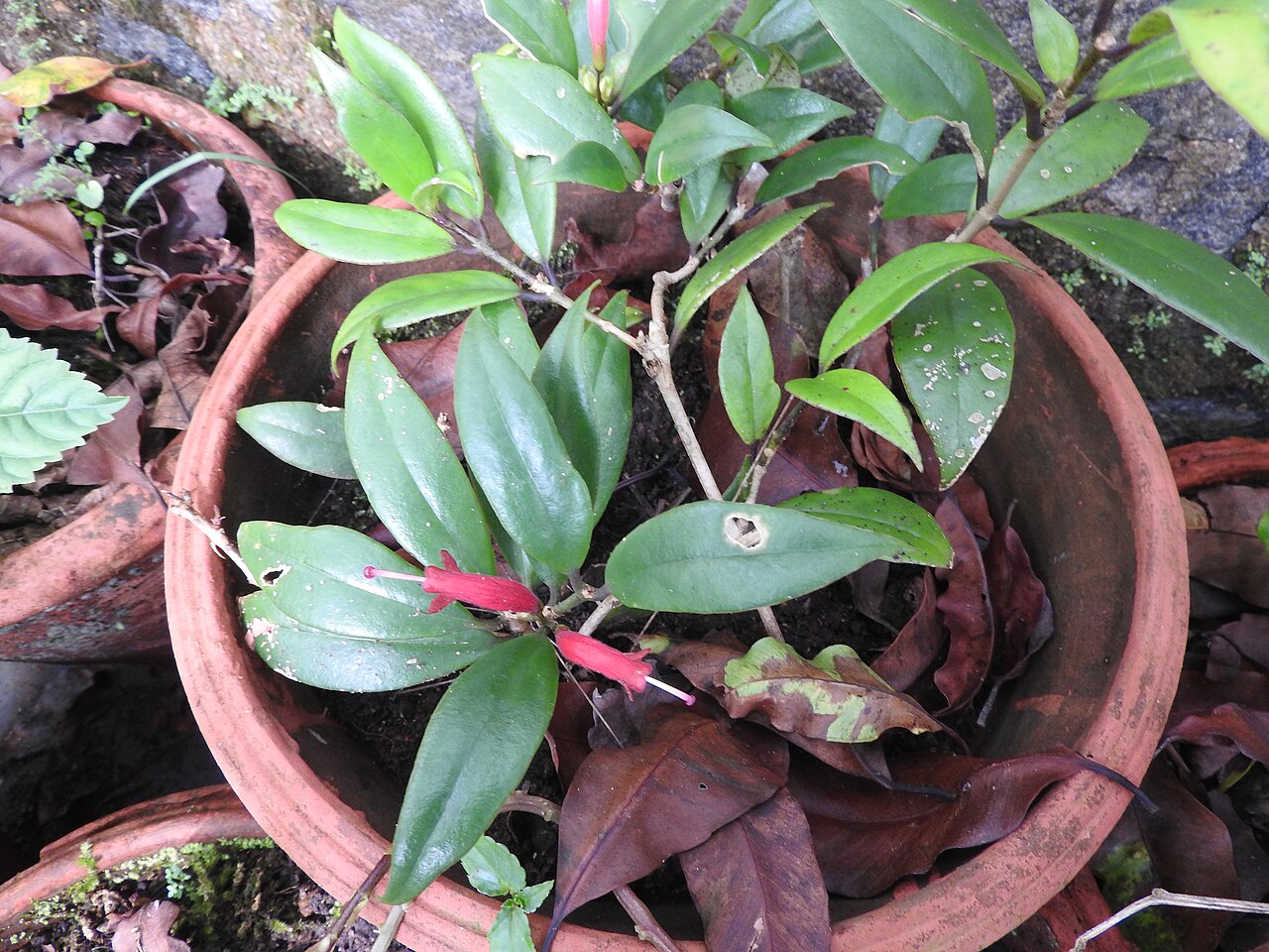 Aeschynanthus perrottetii: Gesneriaceae- Epiphytic climbing shrub,flowers red,tubular,curved.