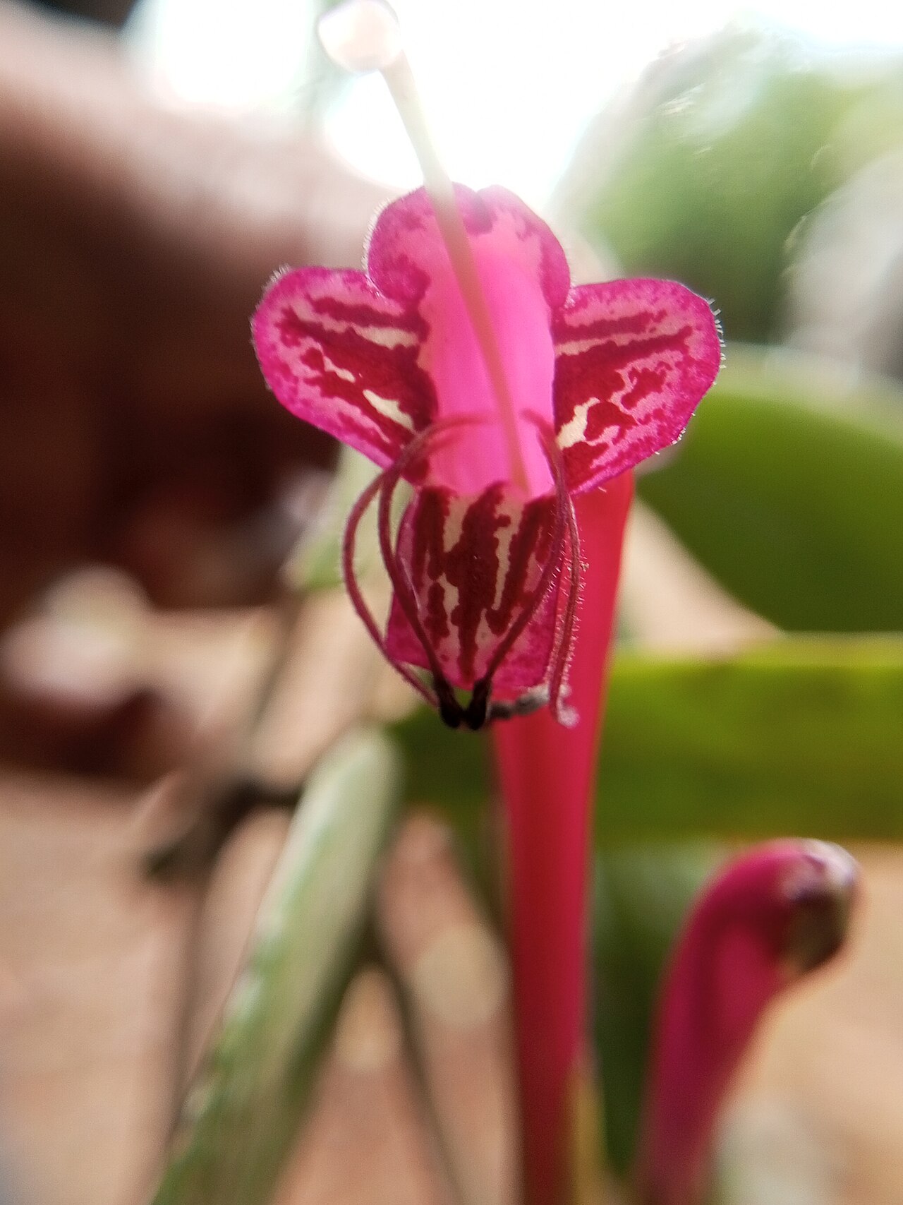 Aeschynanthus perrottetii: Aeschynanthus perrottetii