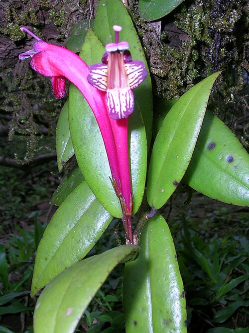 Aeschynanthus perrottetii: Aeschynanthus perrottetii , an epiphytic plant seen at at Talakaveri, Coorg, India