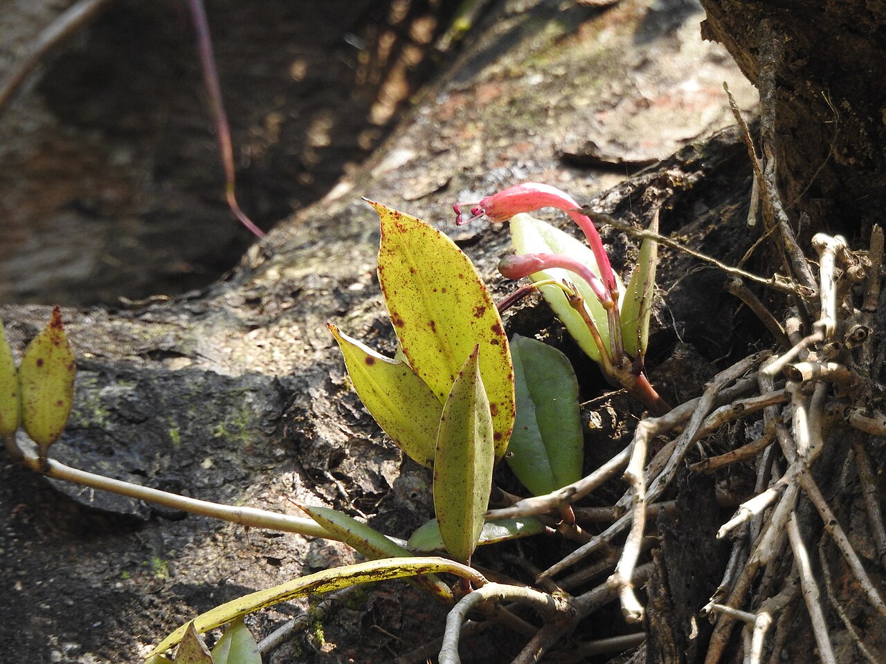 Aeschynanthus perrottetii: Aeschynanthus perrottetii in India