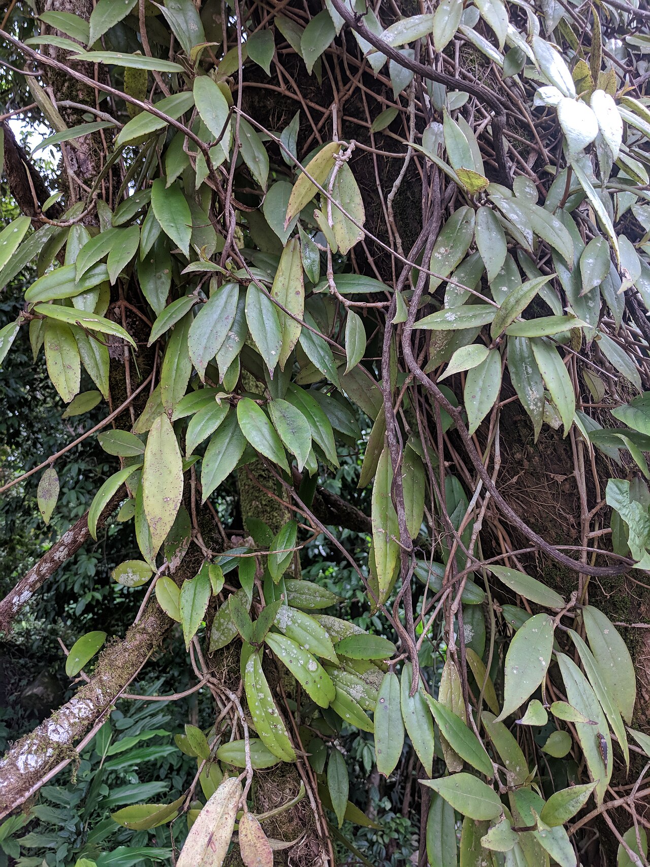 Aeschynanthus perrottetii: lizards