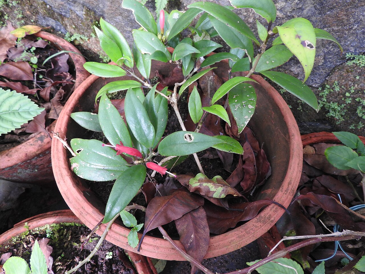 Aeschynanthus perrottetii: Gesneriaceae- Epiphytic climbing shrub,flowers red,tubular,curved.