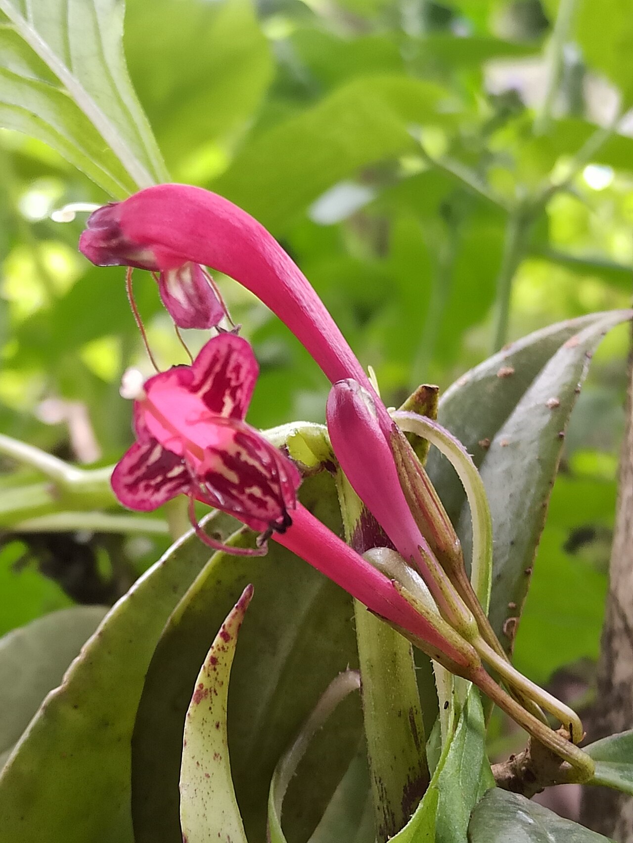 Aeschynanthus perrottetii: Aeschynanthus perrottetii in India