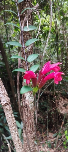 Lipstick plant (Aeschynanthus pulcher)