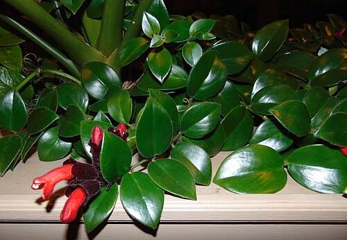 Lipstick plant: Aeschynanthus pulcher used as part of an extensive indoor landscape in a hotel lobby.