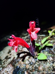 Lipstick plant (Aeschynanthus pulcher)