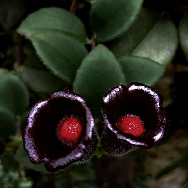 Aeschynanthus radicans (Aeschynanthus radicans)