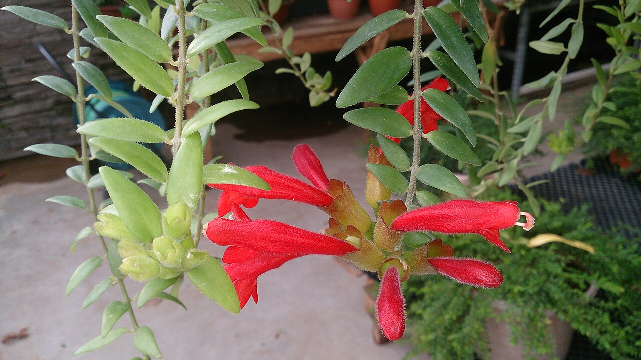 Aeschynanthus radicans: Aeschynanthus radicans. Common name: Lipstick Plant