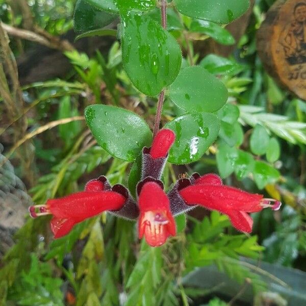 Aeschynanthus radicans (Aeschynanthus radicans)