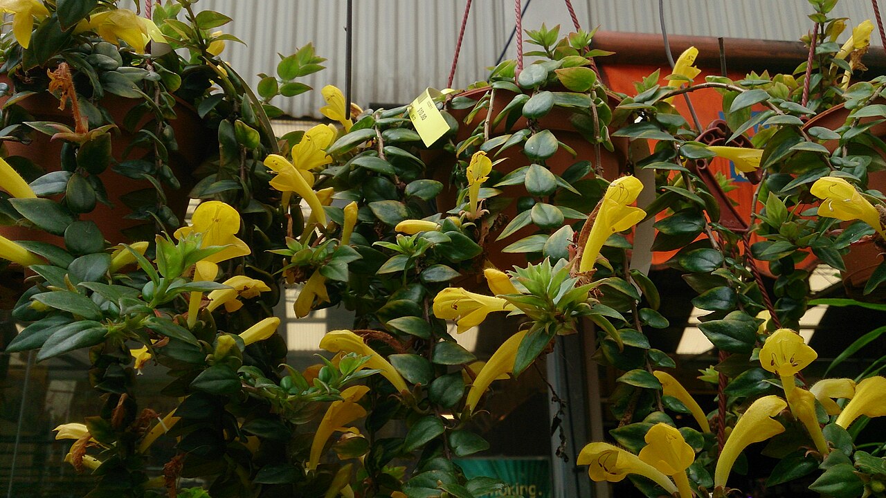 Aeschynanthus radicans: Aeschynanthus radicans. Common name: Lipstick Plant.