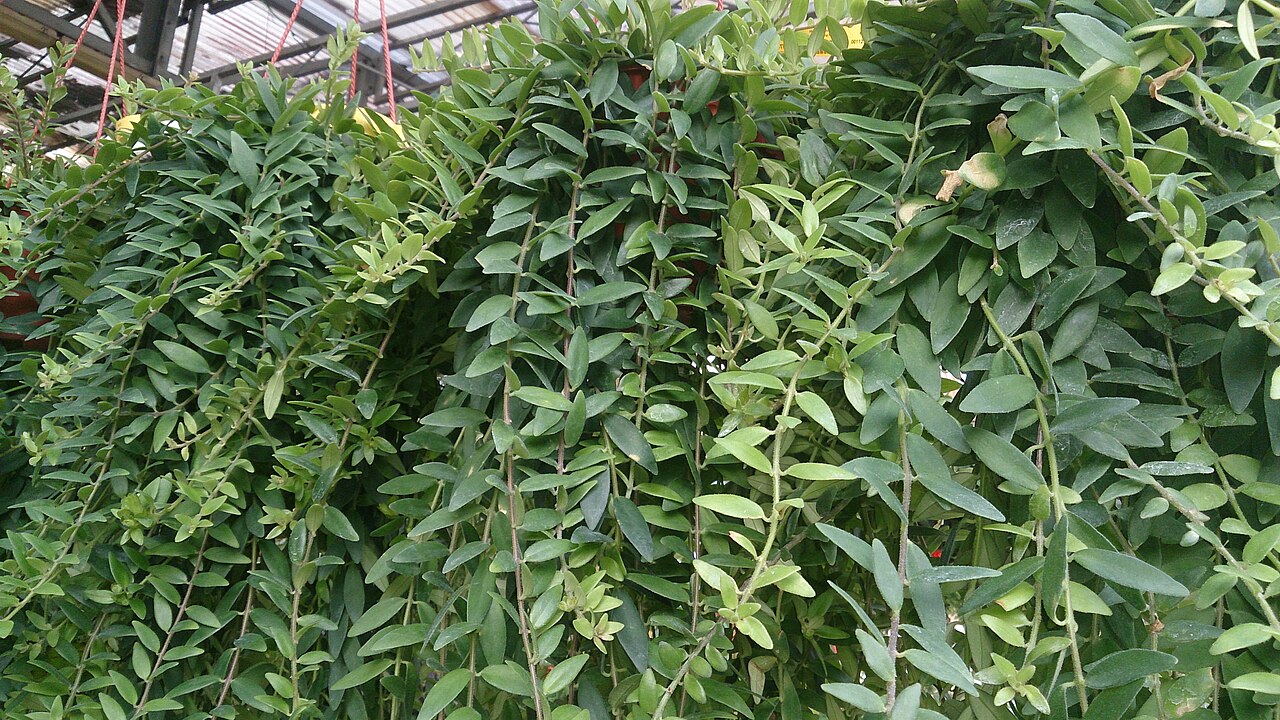 Aeschynanthus radicans: Aeschynanthus radicans. Common name: Lipstick Plant