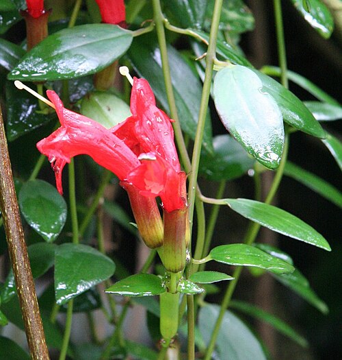 Aeschynanthus radicans: Aeschynanthus radicans