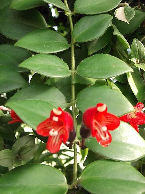 Aeschynanthus radicans: Lipstick plant (Aeschynanthus radicans) in Kew Gardens, England.