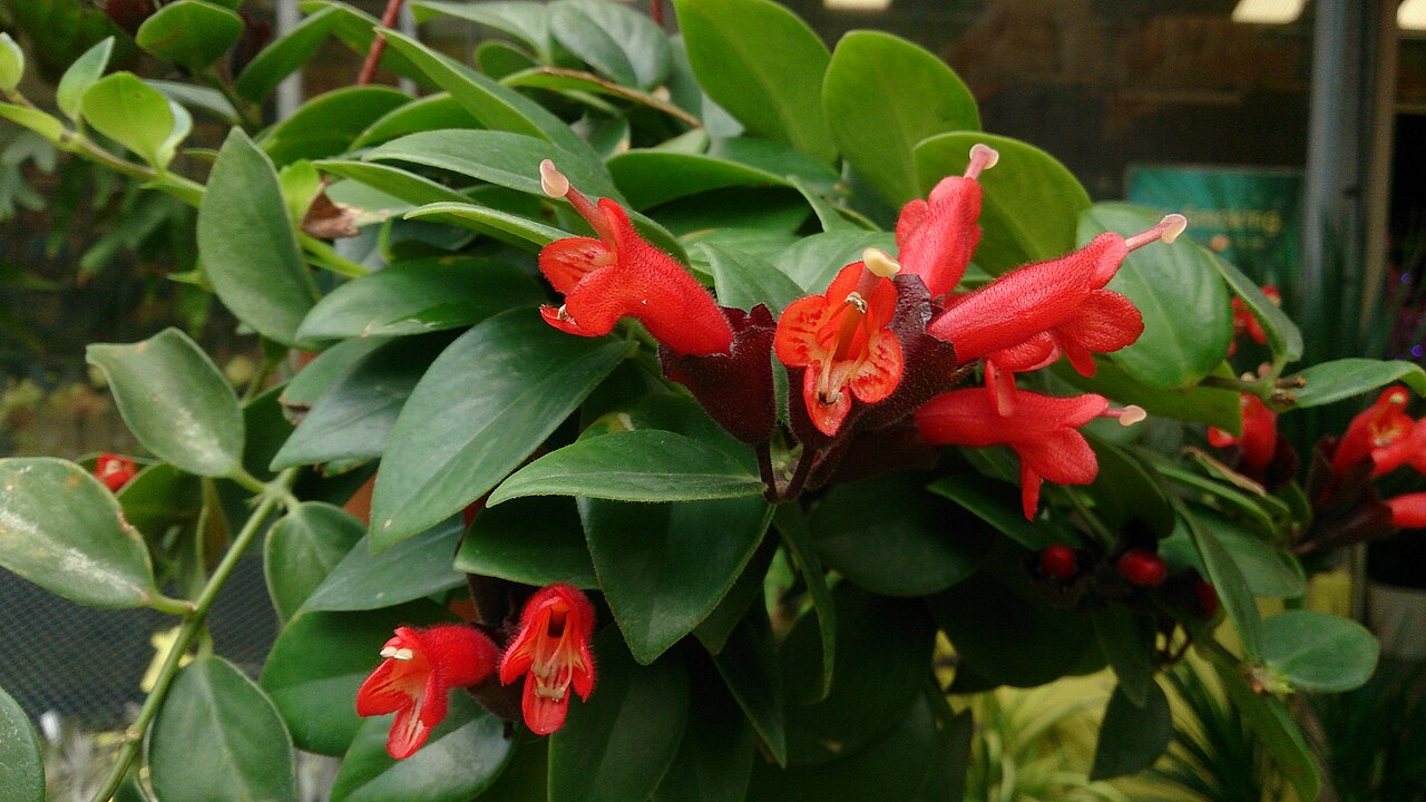 Aeschynanthus radicans: Aeschynanthus radicans. Common name: Lipstick Plant.