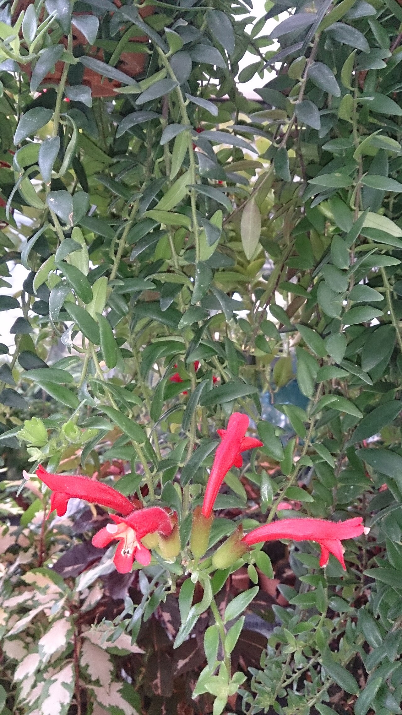 Aeschynanthus radicans: Aeschynanthus radicans. Common name: Lipstick Plant