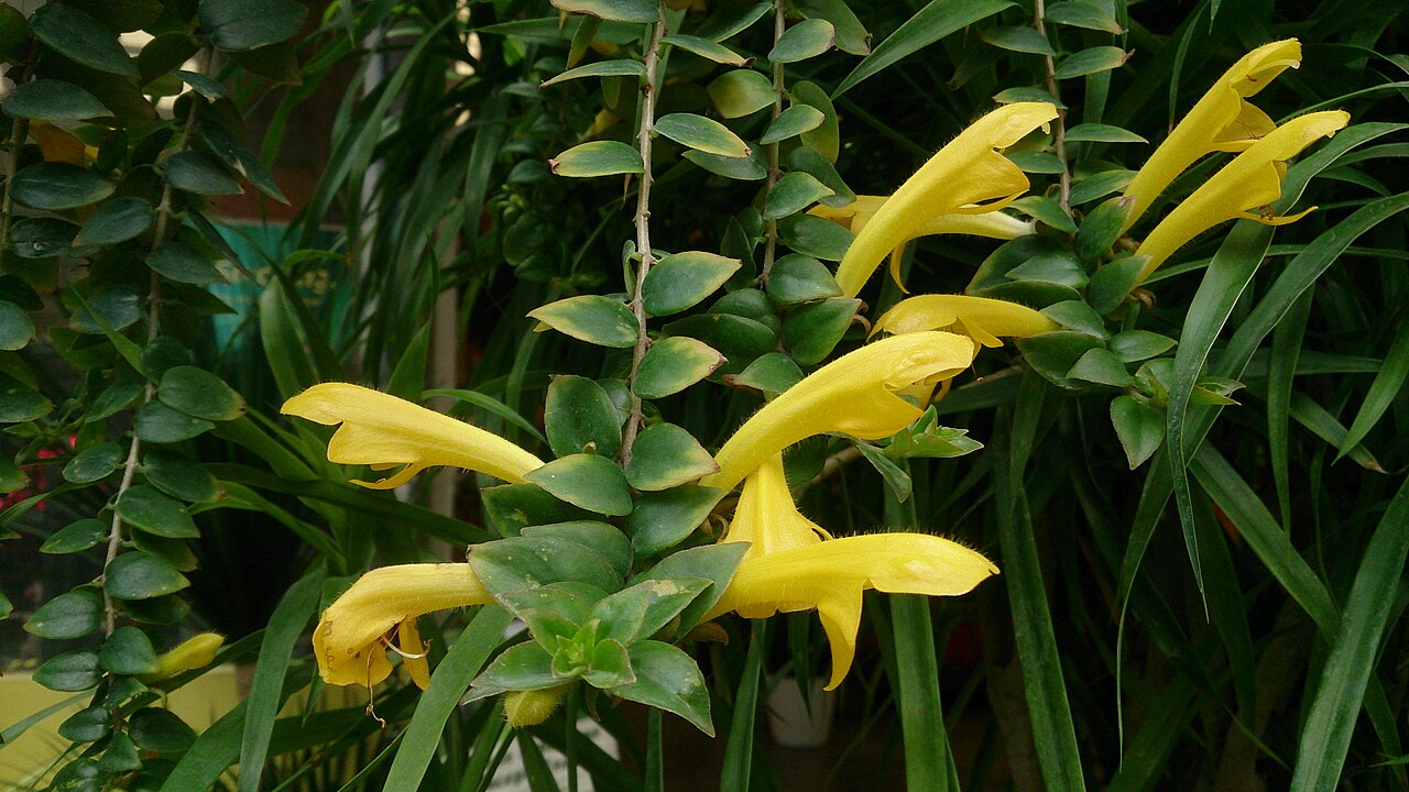 Aeschynanthus radicans: Aeschynanthus radicans. Common name: Lipstick Plant.