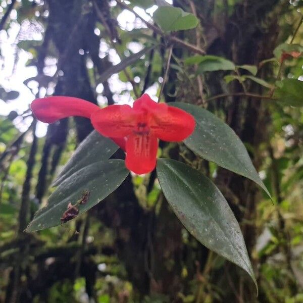 Aeschynanthus radicans (Aeschynanthus radicans)