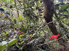 Aeschynanthus rhododendron (Aeschynanthus rhododendron)