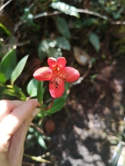 Aeschynanthus rhododendron (Aeschynanthus rhododendron)