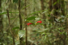 Aeschynanthus siphonanthus (Aeschynanthus siphonanthus)