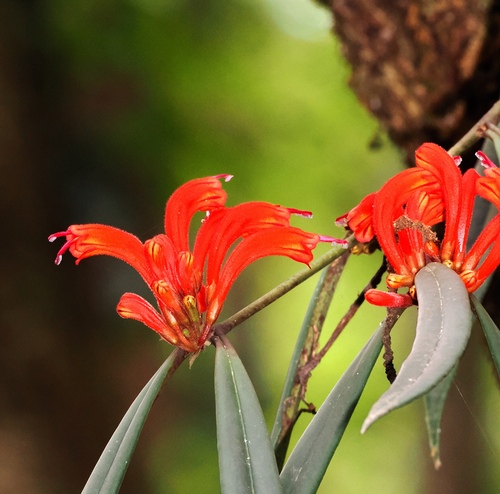 Aeschynanthus tengchungensis (Aeschynanthus tengchungensis)