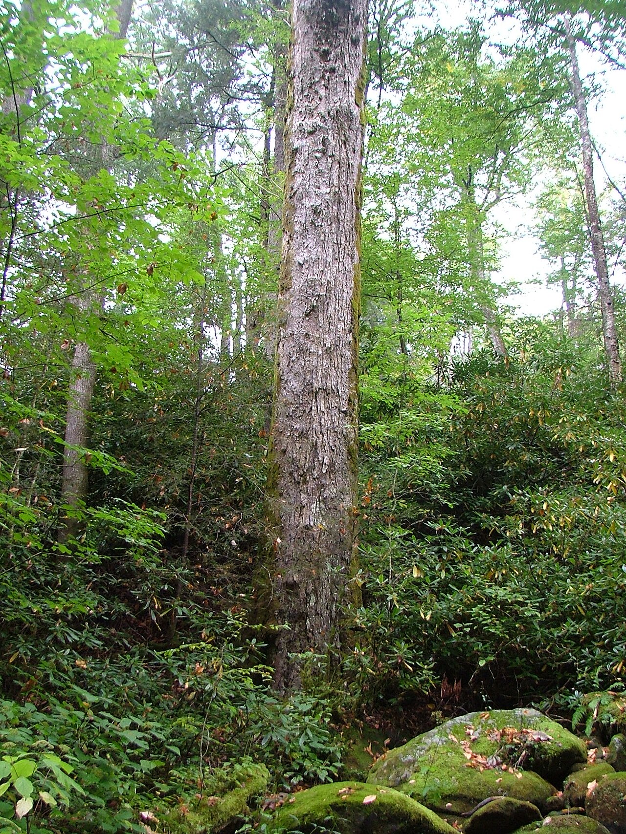 Yellow buckeye: CBH 14 ft 9 in