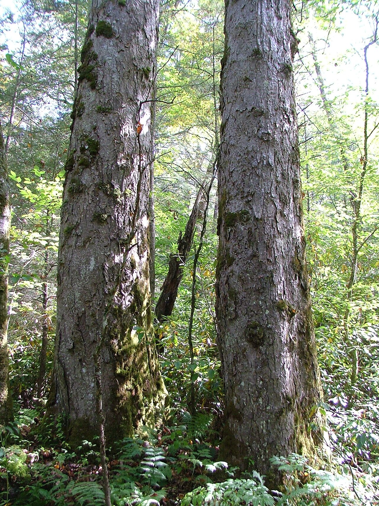 Yellow buckeye: Aesculus flava